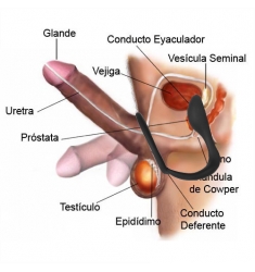 ANILLO PARA EL PENE CON ESTIMULADOR PROSTÁTICO 