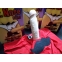 Slip Narizotas
