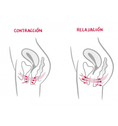 KEGEL FORTALECIMIENTO DE SUELO PELVICO