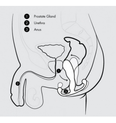 ANEROS EUPHO Nº 1 EN PROSTATICOS PARA HOMBRE